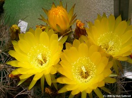 Lobivia rosarioana